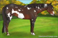 Horse Color:Gray White Spotted Liver Chestnut Frame 