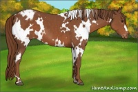 Horse Color:White Spotted Chestnut Appaloosa 