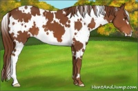 Horse Color:White Spotted Chestnut 