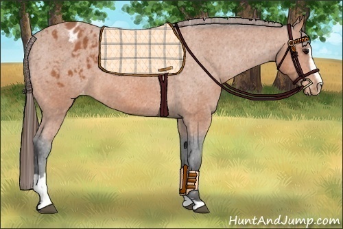 Horse Color:Bay Sabino Appaloosa 