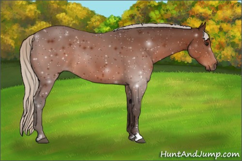 Horse Color:Silver Bay Sabino 