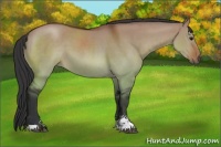 Horse Color:Brown Dun Sabino