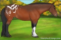 Horse Color:Brown Appaloosa 