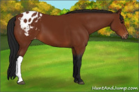 Horse Color:Gray Bay Appaloosa 