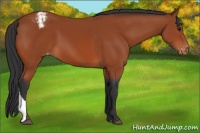 Horse Color:Bay Appaloosa 