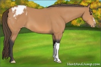 Horse Color:Buckskin Blanket 
