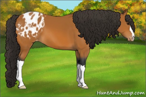 Horse Color:Bay Appaloosa 