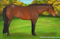 Horse Color:Bay Appaloosa 