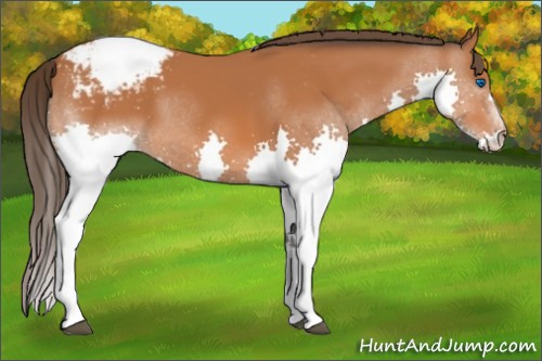 Horse Color:Bay Splash Appaloosa 