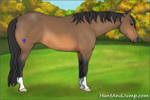 Horse Color:Buckskin 