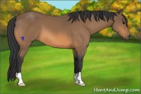 Horse Color:Buckskin 