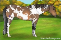 Horse Color:White Spotted Buckskin 