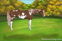 Horse Color:Gray White Spotted Palomino Splash Frame 
