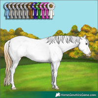 Horse Color:White Spotted Buckskin Appaloosa 