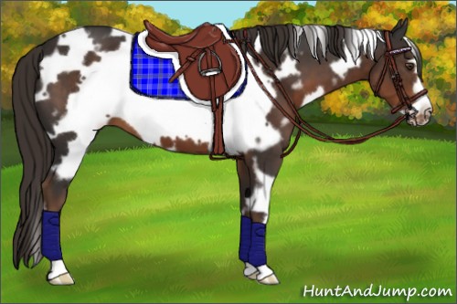 Horse Color:White Spotted Liver Chestnut Frame 