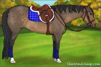 Horse Color:Brown Dun 