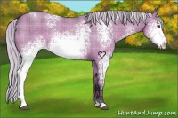 Horse Color:Plaid White Spotted Silver Grullo Chinchilla Roan