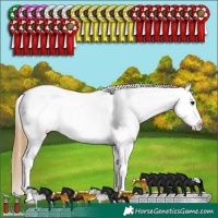 Horse Color:White Spotted Buckskin Appaloosa 