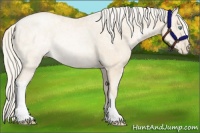 Horse Color:Gold Cream Champagne Ice Pearl Rabicano