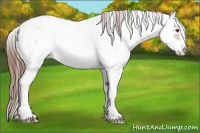 Horse Color:Chestnut Ice Sabino Near Fewspot 