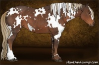 Horse Color:White Spotted Liver Chestnut 