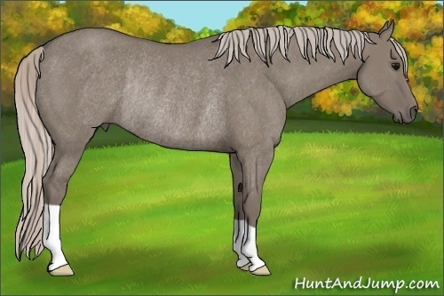 Horse Color:Silver Grullo Rabicano