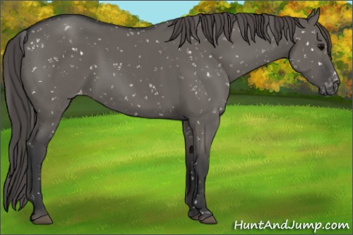 Horse Color:Grullo Appaloosa 