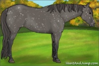 Horse Color:Grullo Appaloosa 