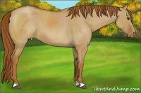 Horse Color:Red Dun Varnish 