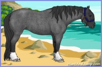 Horse Color:Blue Roan 