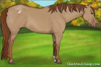 Horse Color:Red Dun Varnish