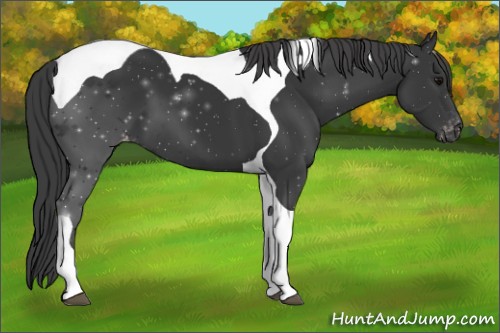 Horse Color:Black Tobiano Appaloosa 