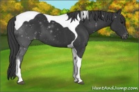 Horse Color:Black Tobiano Appaloosa 