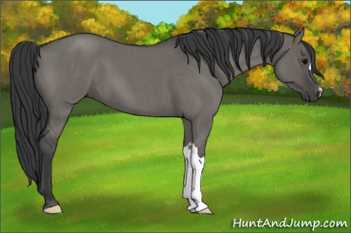 Horse Color:Grullo Roan 