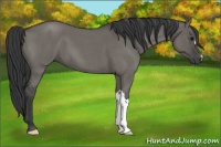 Horse Color:Grullo Roan