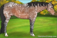 Horse Color:Bay Ice Appaloosa