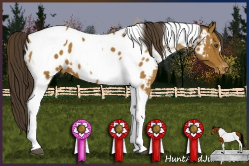 Horse Color:Buckskin Tobiano Blanket 