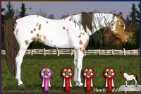 Horse Color:Buckskin Tobiano Blanket 