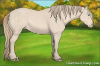 Horse Color:Perlino Roan 