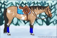 Horse Color:White Spotted Bay Dun Rabicano