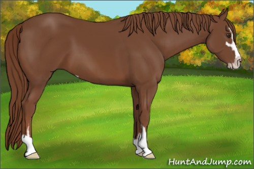 Horse Color:Chestnut Sabino 
