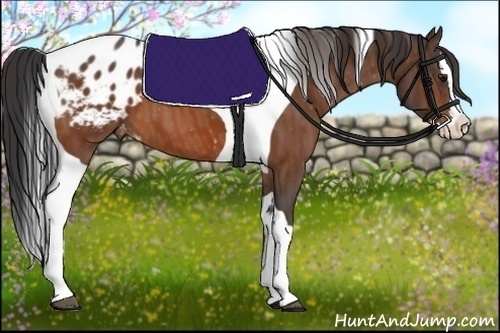 Horse Color:Bay Splash Tobiano Blanket  Brindle