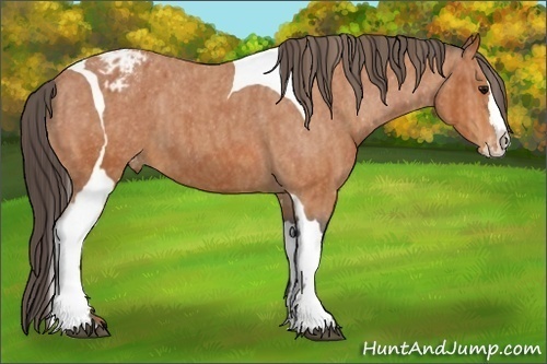 Horse Color:Bay Splash Tobiano Appaloosa  Brindle
