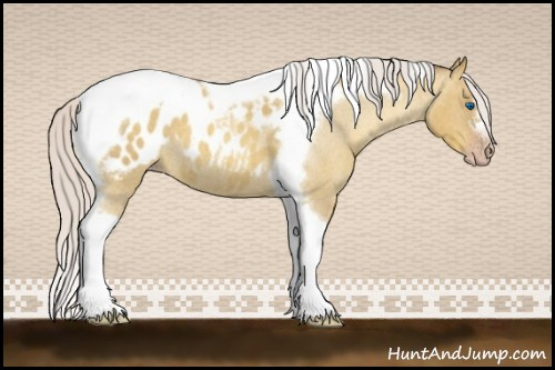Horse Color:Gray Silver Amber Cream Champagne Roan Dun Splash Tobiano Frame Appaloosa Rabicano 