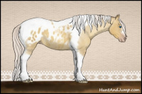 Horse Color:Gray Silver Amber Cream Champagne Roan Dun Splash Tobiano Frame Appaloosa Rabicano 