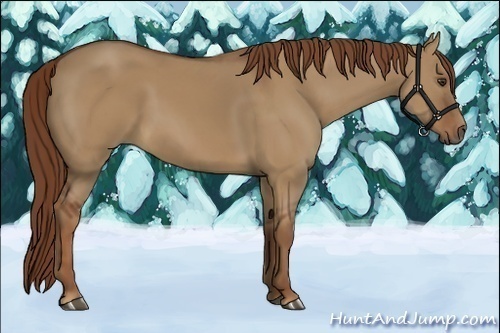 Horse Color:Red Dun 