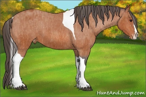 Horse Color:Bay Splash Tobiano Appaloosa  Brindle