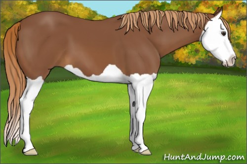 Horse Color:Chestnut Splash 
