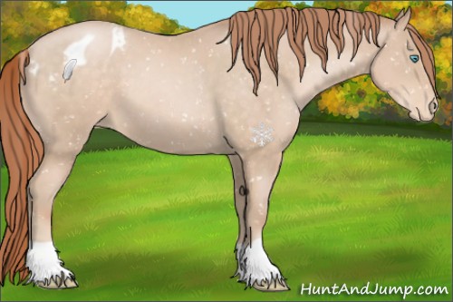 Horse Color:Buckskin Pearl Appaloosa 