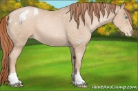 Horse Color:Buckskin Pearl Appaloosa 